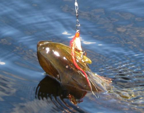 Pike fly fishing