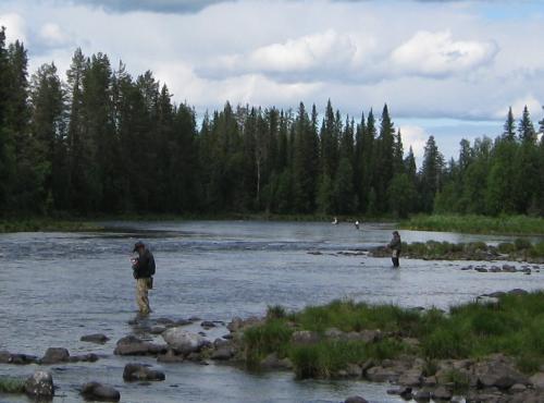 Fly fishing grayling-trout