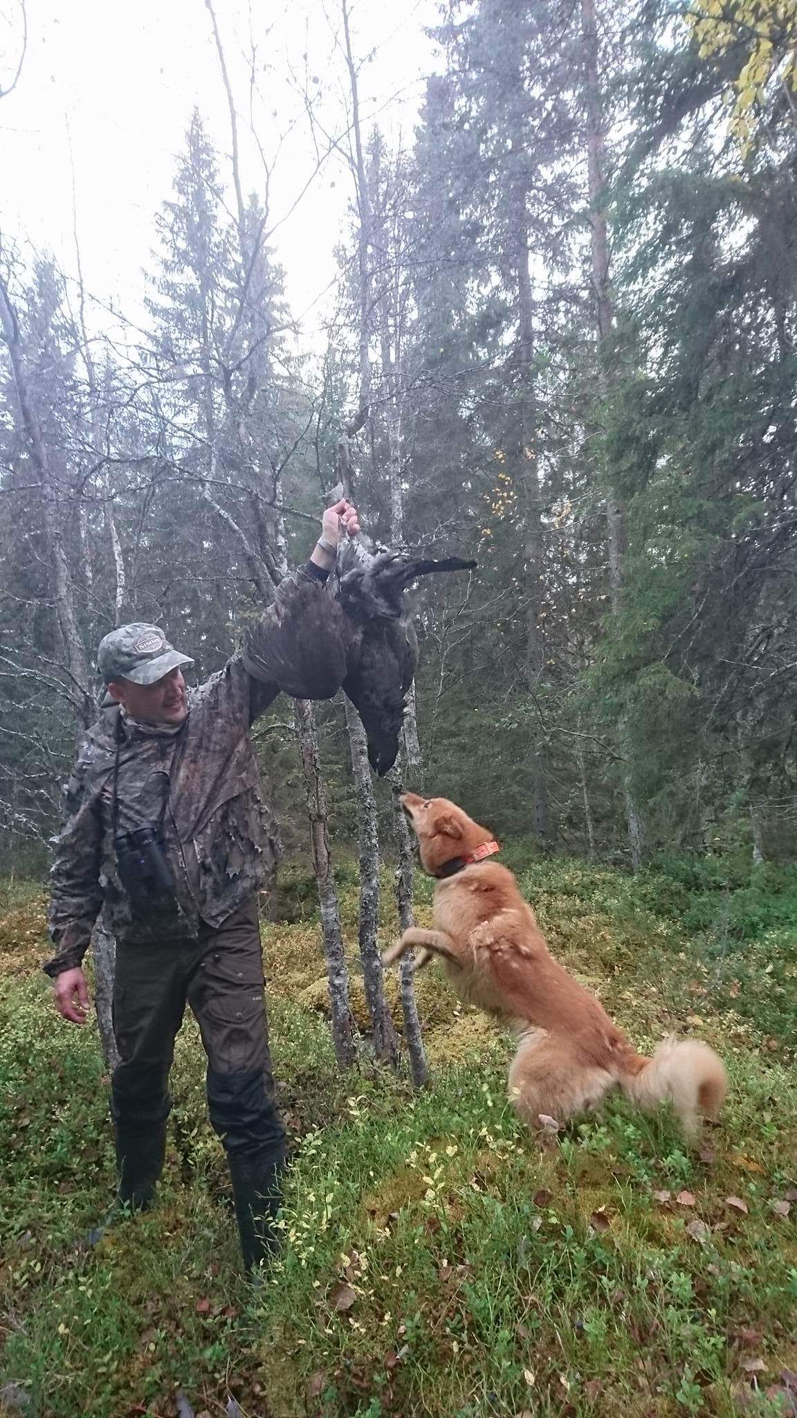 Capercillie and black grouse hunt for trophy