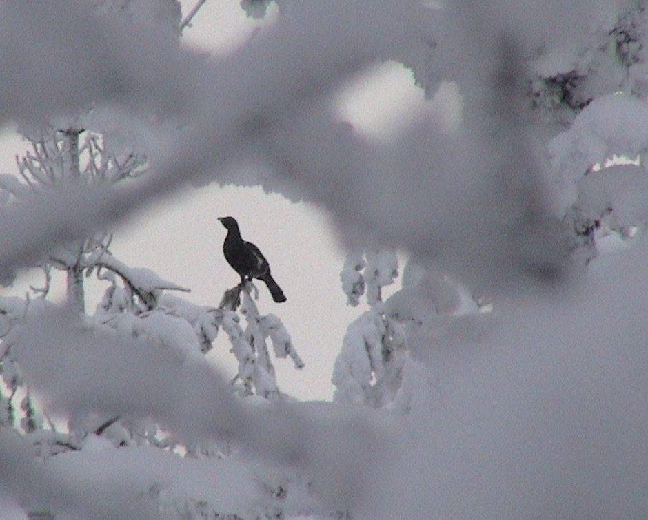 Trophy hunt on skis